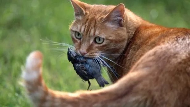 un oiseau pour le chat.jpeg